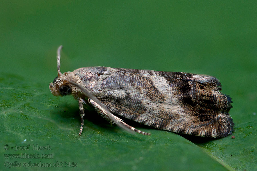 Cydia splendana Плодожорка желудевая Owocówka żołędziowianka