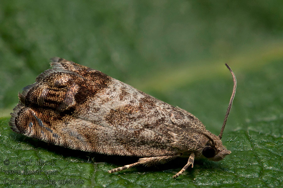 Cydia splendana Gewone spiegelmot Terhokääriäinen Ekollonvecklare