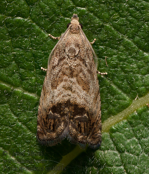 Cydia splendana Eikeglansvikler Agernvikler Oruga castaña