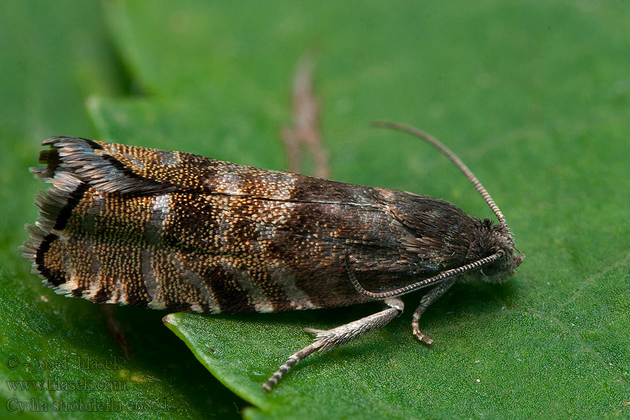 Cydia strobilella Obaleč šiškový Spruce seed Moth