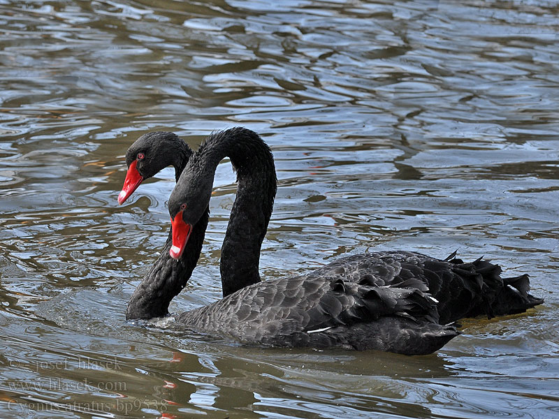 Mustluik Mustajoutsen Cygne noir Eala dhubh הברבור השחור Svartsvanur