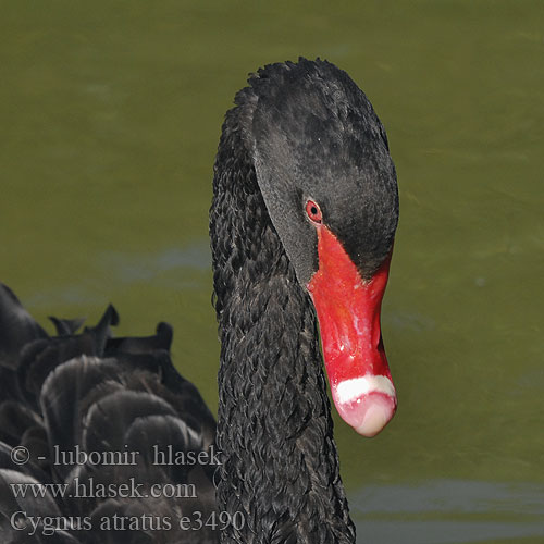 Cygnus atratus Черен лебед Cisne Negro Cigne negre