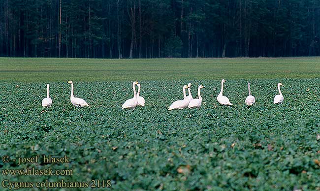 Cygnus columbianus Bewick's Swan Zwergschwan Cygne de Bewick Cisne Chico labuť malá Pibesvane Kleine Zwaan Pikkujoutsen Cigno minore Dvergsvane Mindre sangsvan 小天鹅 Американский лебедь コハクチョウ 고니 Νανόκυκνος Cisne-pequeno Американський лебідь Küçük Kuğu ברבור קטן Łabędź czarnodzioby labuť tundrová Väikeluik Kis hattyú