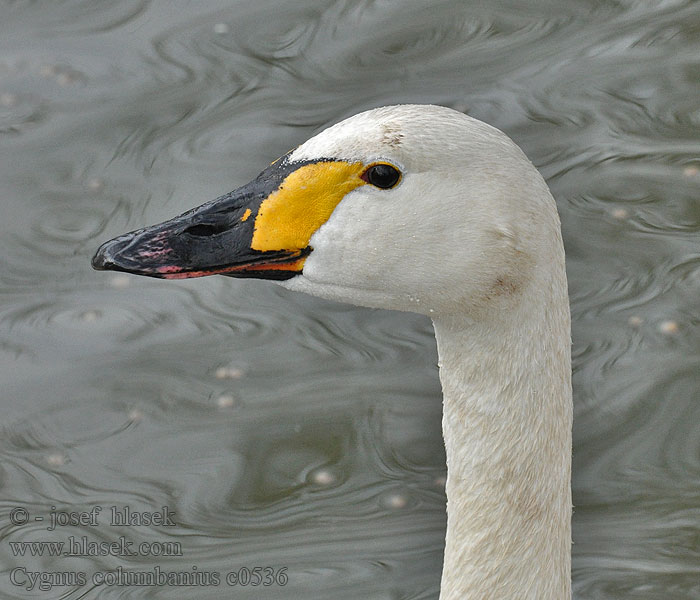 Labuť malá tundrová Cygnus columbianus