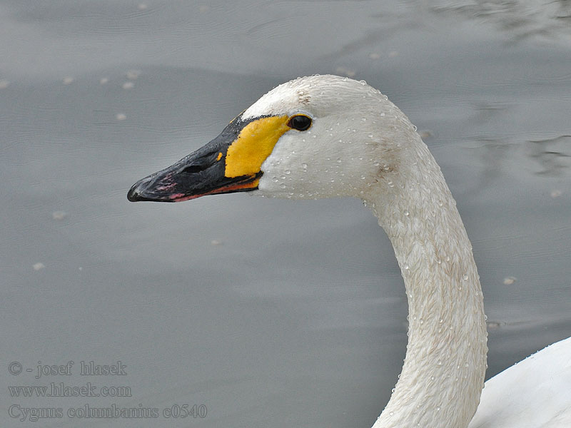 Bewick's Swan Zwergschwan Cygne Bewick Cisne Chico Cygnus columbianus