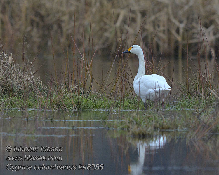 Cygne Bewick Cisne Chico Labuť malá tundrová