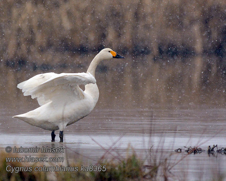 Cygnus_columbianus_ka8365