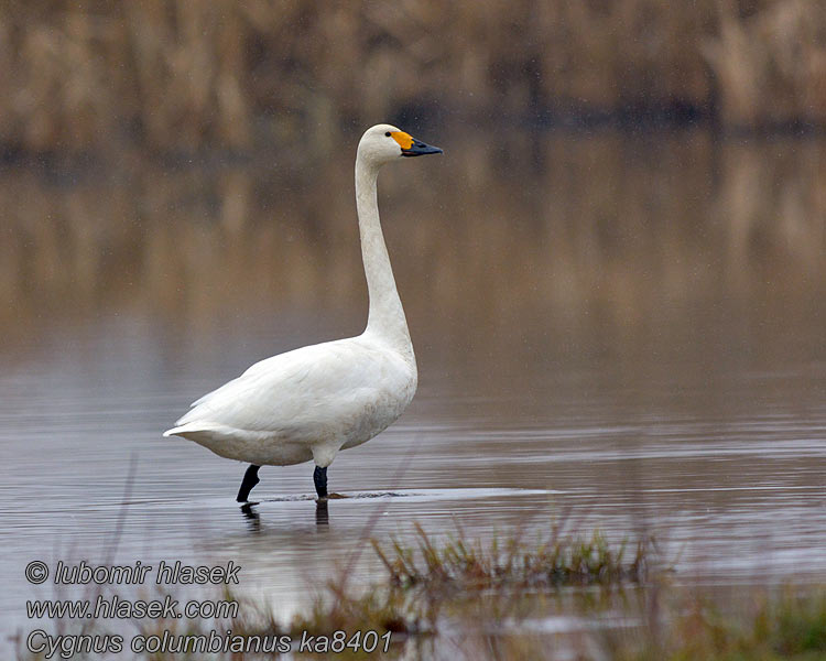 Cisne-pequeno Американський лебідь Küçük Kuğu