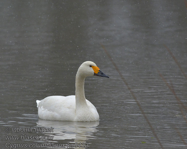 Cygnus_columbianus_ka8432