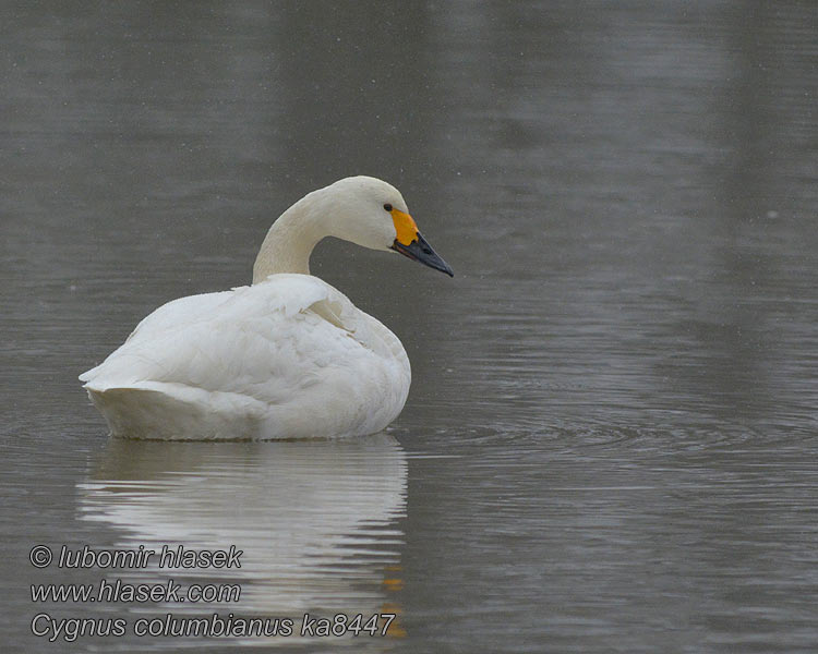 Cygnus columbianus Zwergschwan