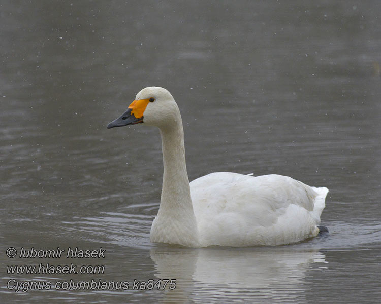 Cygnus columbianus Cygne Bewick