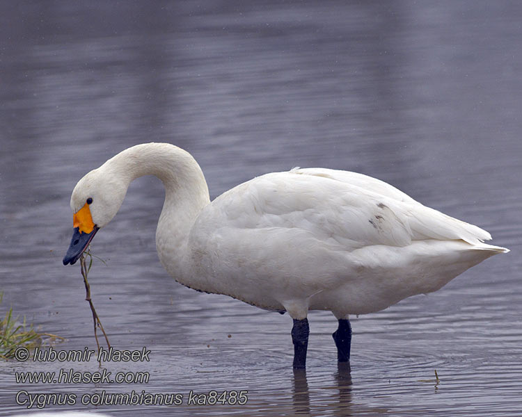 Cygnus columbianus Cisne Chico