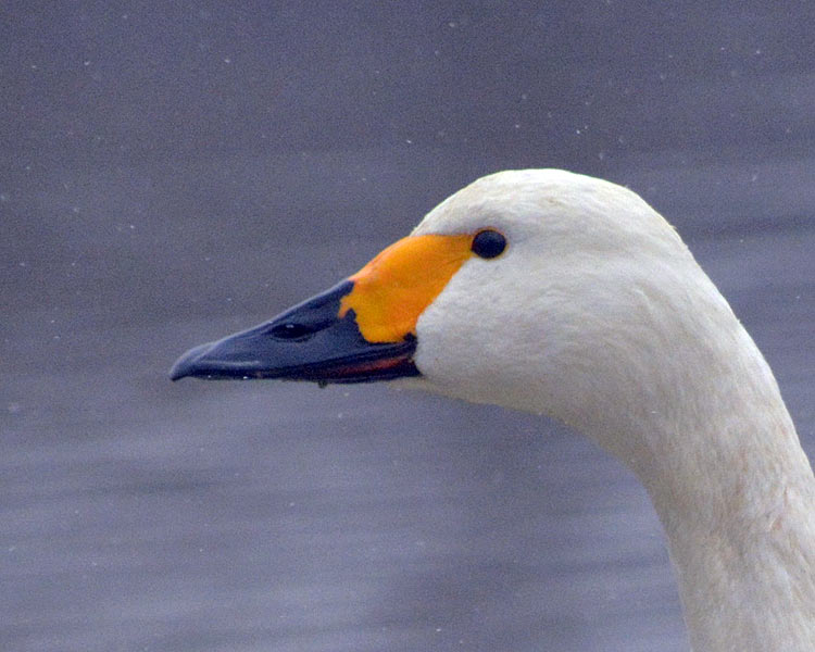 Cygnus columbianus Labuť malá