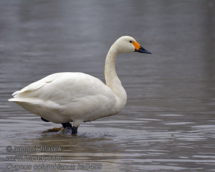 Cygnus columbianus Labuť tundrová