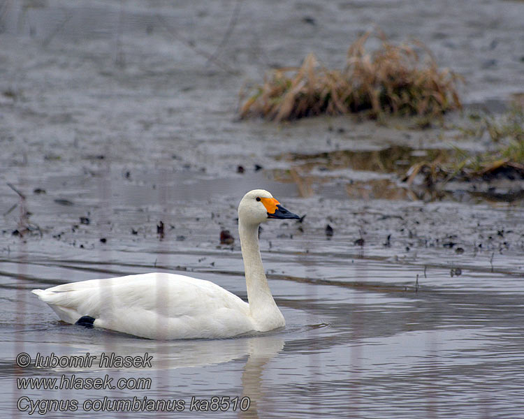 Cygnus columbianus Pibesvane