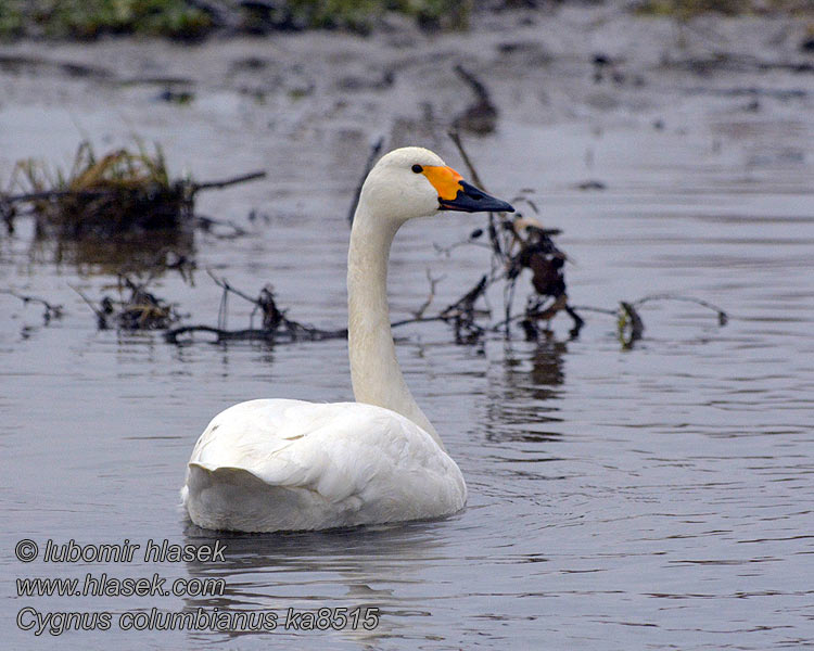 Cygnus columbianus Kleine Zwaan