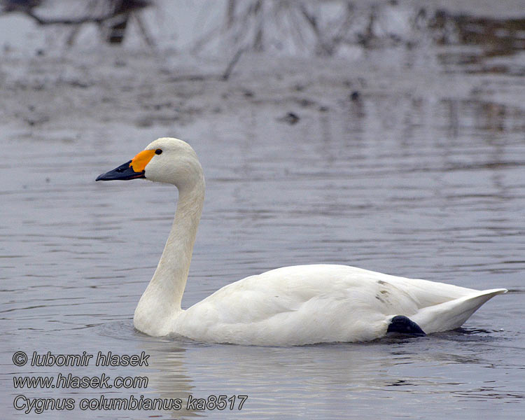 Cygnus columbianus Pikkujoutsen