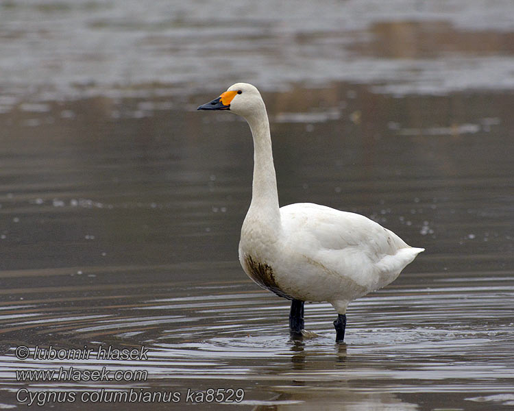 Cygnus columbianus Cigno minore