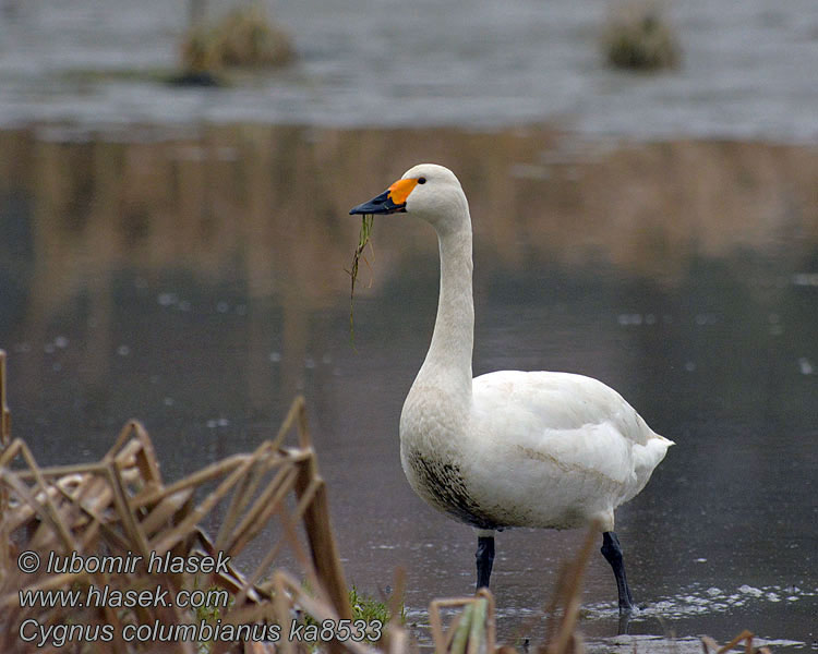 Cygnus columbianus Dvergsvane