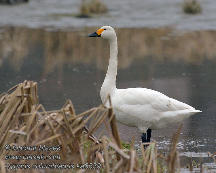 Cygnus columbianus Mindre sangsvan