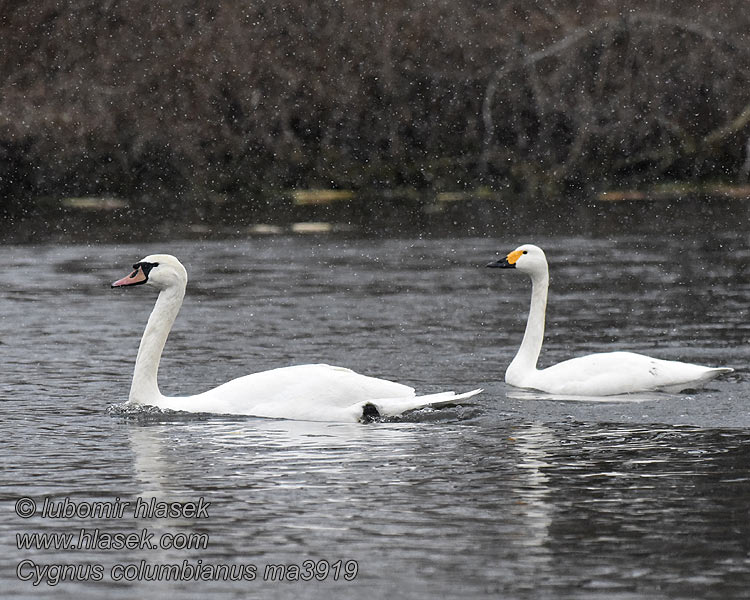 Cygnus columbianus 小天鹅