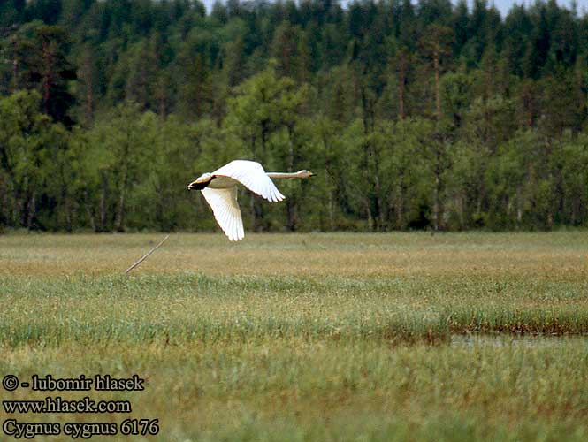 Cygnus cygnus Whooper Swan Singschwan Cygne chanteur