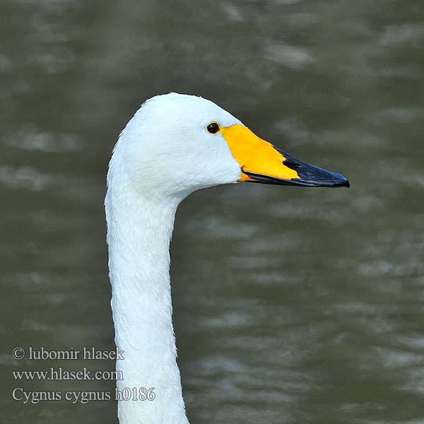 Cigno selvatico Sangsvane Sångsvan Cigne cantaire