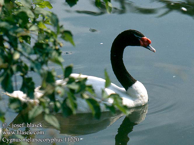 Cygnus melanocoryphus Black necked Swan Mustakaulajoutsen cygne cou noir Zwarthalszwaan Cigni collo nero feketenyakú hattyú Schwarzhalsschwan Łabędź czarnoszyi Labuť čiernokrká černokrká Cisne Cuello Negro Черношейный лебедь