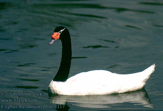 Cygnus melanocoryphus Schwarzhalsschwan Łabędź czarnoszyi Labuť čiernokrká černokrká Cisne Cuello Negro Черношейный лебедь Black necked Swan Mustakaulajoutsen cygne cou noir Zwarthalszwaan Cigni collo nero feketenyakú hattyú