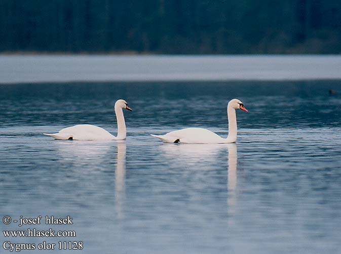 Cygnus olor 11128