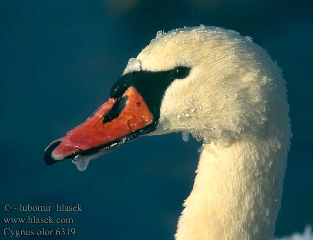 Cygnus olor Höckerschwan Cygne tuberculé Cisne Vulgar