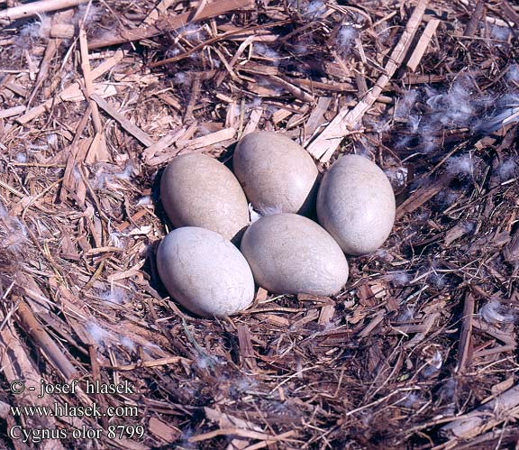 birds eggs nests Cygnus olor Mute Swan Höckerschwan