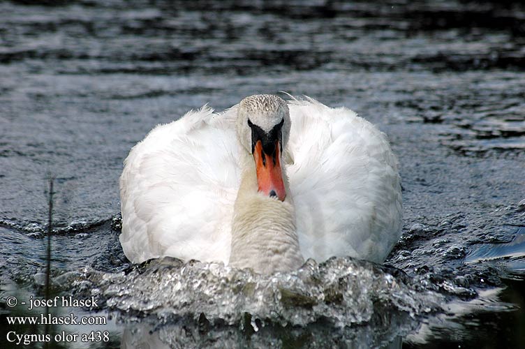 Cygnus olor Cygne tuberculé Cisne Vulgar Labuť velká veľká