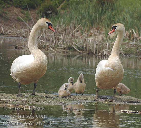 Cygnus olor Mute Swan Höckerschwan Cygne tuberculé