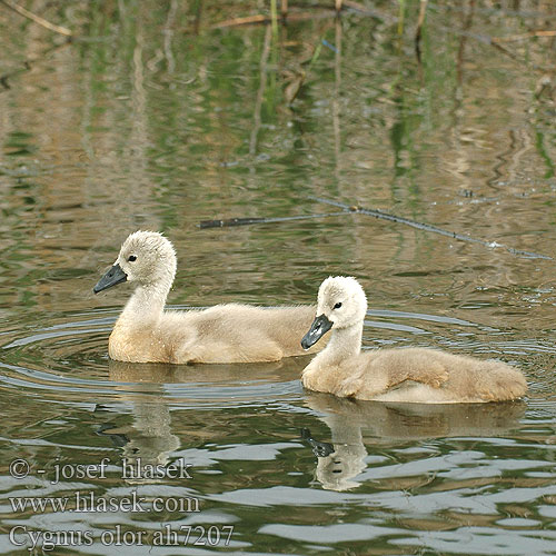 Cygnus olor ah7207