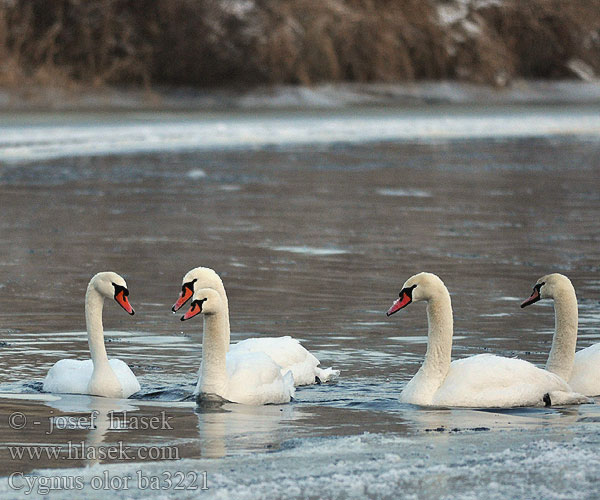 Kühmnokk-luik Mute Swan Höckerschwan Cygne tuberculé