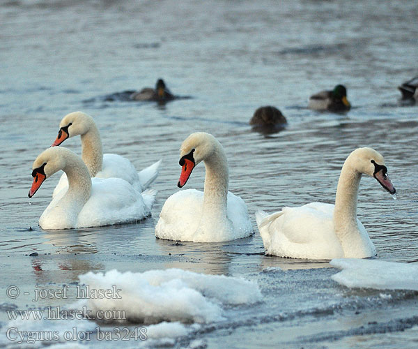 Mute Swan Höckerschwan Cygne tuberculé Cisne Vulgar