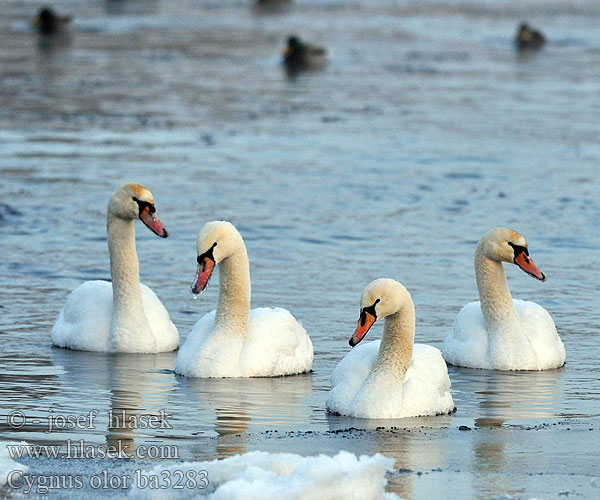 Höckerschwan Cygne tuberculé Cisne Vulgar Labuť velká