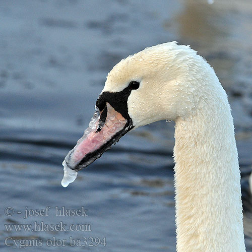 Cygne tuberculé Cisne Vulgar Labuť velká