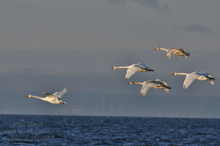 Labuť velká veľká Cygnus olor Mute Swan