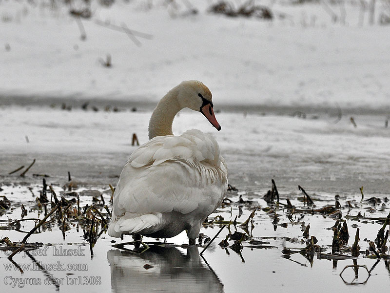 Mute Swan Höckerschwan Cygne tuberculé Cisne Vulgar Cygnus olor