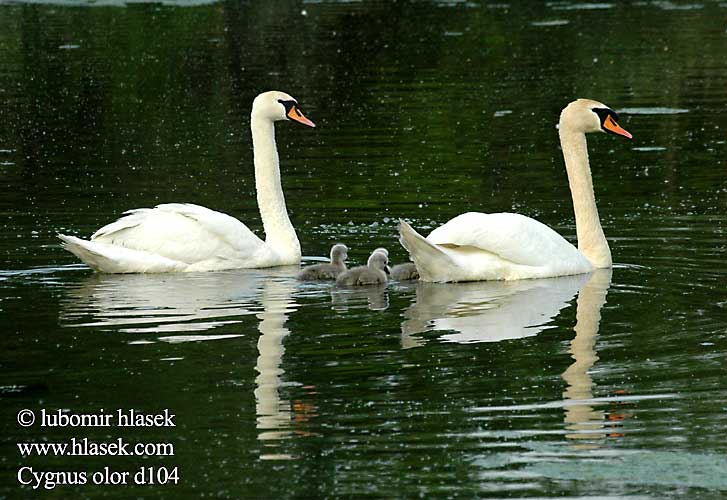 Cygnus olor Cisne-vulgar Лебідь-шипун