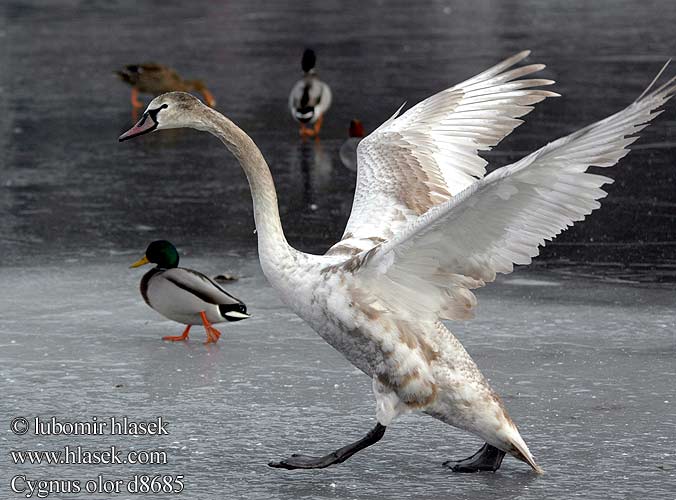 Cygnus olor Cigne mut Beltxarga arrunt