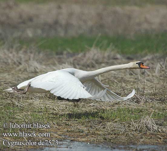 Cygnus olor Łabędź niemy Bütykös hattyú