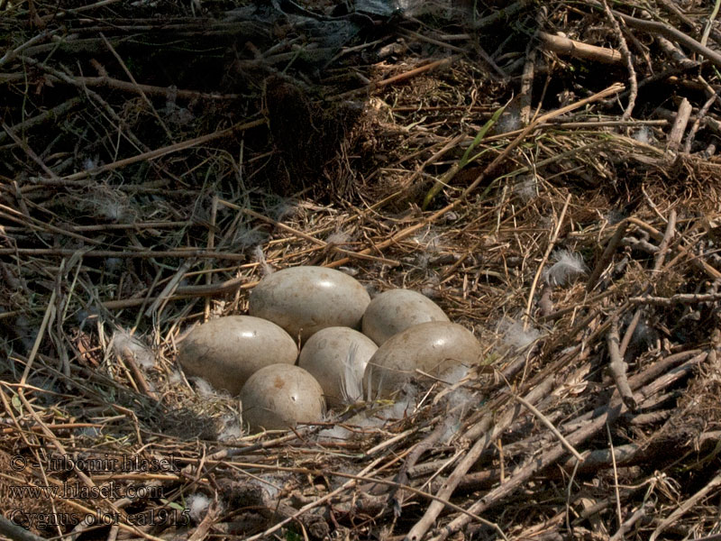 Cygnus olor