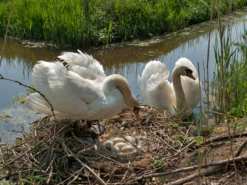 Cygnus olor