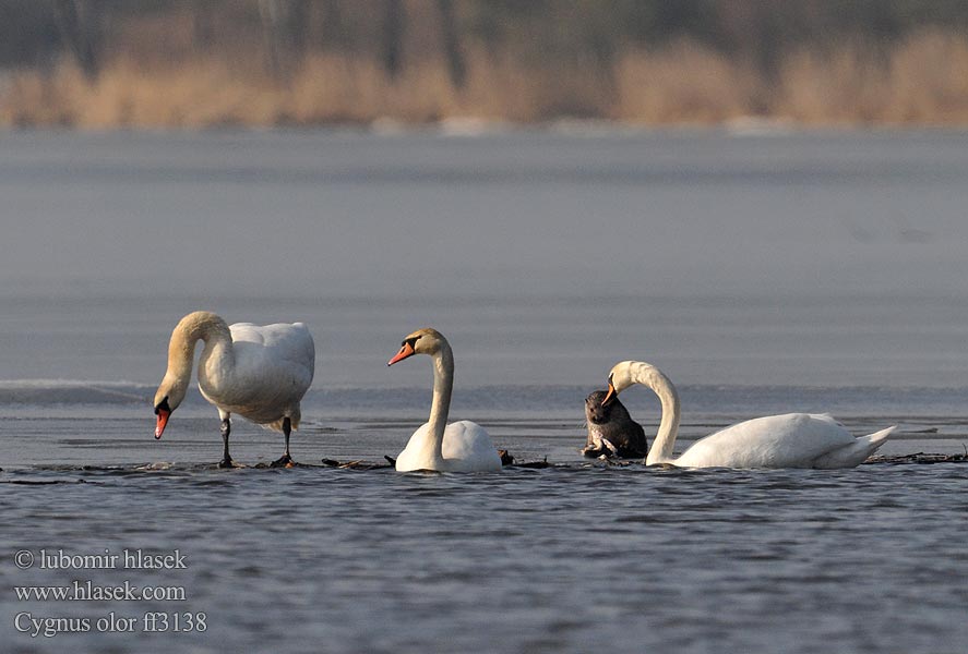 Labuť velká veľká Cygnus olor Mute Swan Höckerschwan