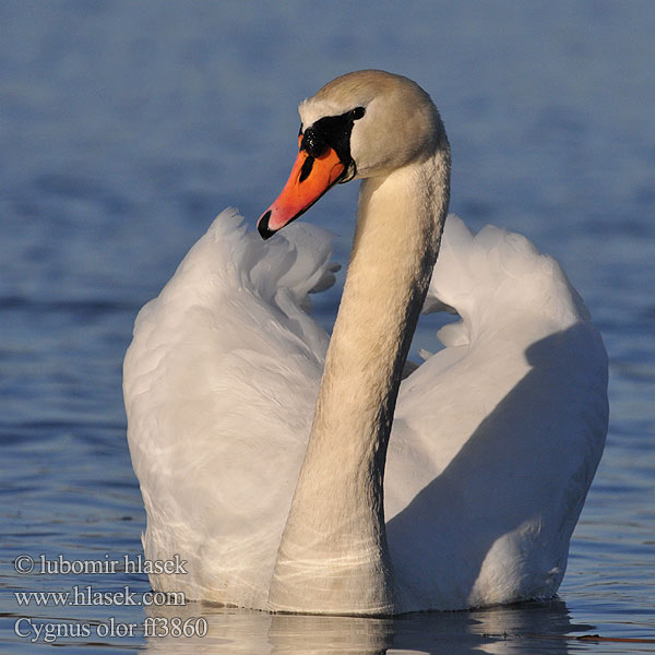 Cygnus olor ff3860