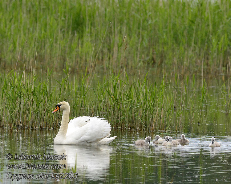 Labuť velká Cygnus olor