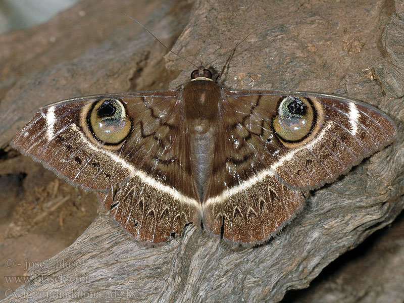 Cyligramma latona Cream striped owl <!-- голос -->